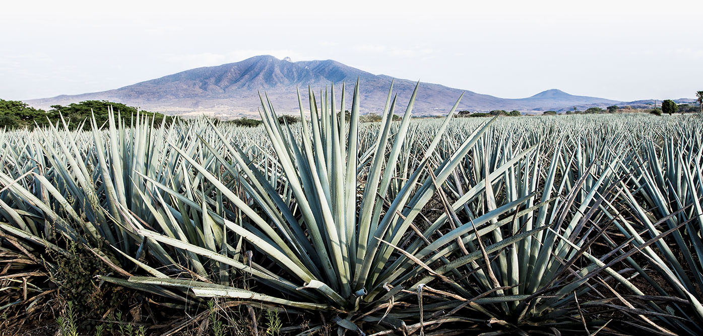 agave inulin uvod